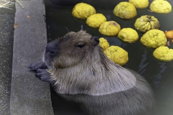 #viral | Chill Champions: Capybaras Battle It Out in Japan's Bathing Contest - Sputnik Africa