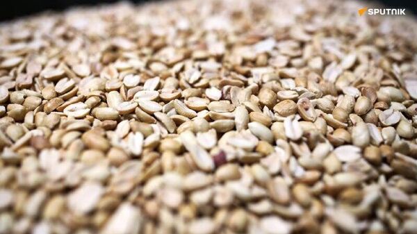 Which Countries Top Peanut Production in Africa? - Sputnik Africa