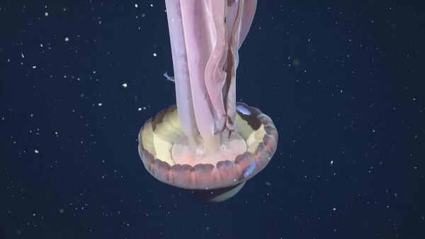 🪼Une méduse fantôme géante de la taille d'un bus filmée au large des côtes argentines - Sputnik Afrique