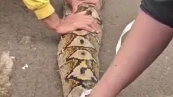 #viral | World's Longest Wild Snake Discovered in Indonesia - Sputnik Africa