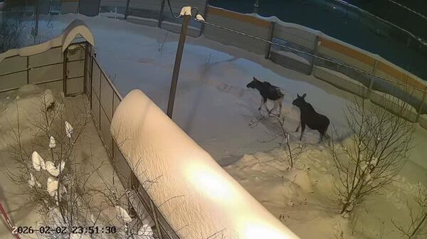 Des élans s'invitent dans les zones peuplées de la région de Moscou - Sputnik Afrique