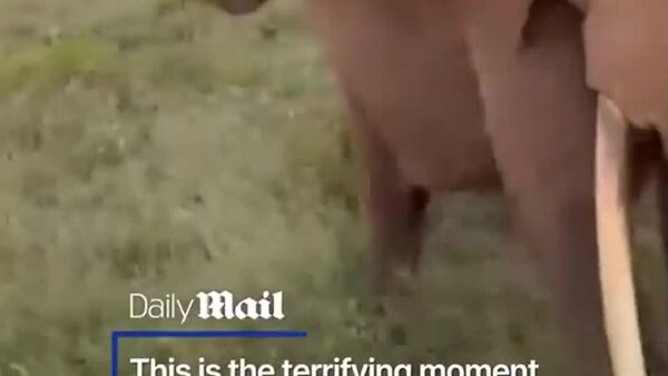 #viral | Elephant Charges at Safari Car Full of British Tourists in Tanzania - Sputnik Africa