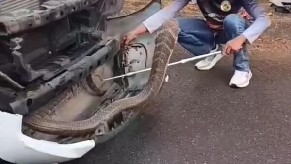 Presque 4 mètres de venin dans un moteur: spectaculaire sauvetage en Thaïlande - Sputnik Afrique