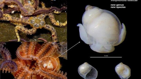 Un nouveau genre d'escargot de mer découvert dans la Grande Forêt Marine Africaine - Sputnik Afrique