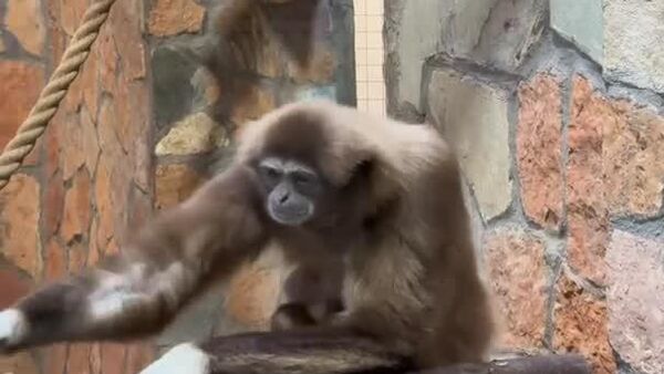 Dans les bras de Gabina: naissance émouvante au zoo de Saint-Pétersbourg - Sputnik Afrique