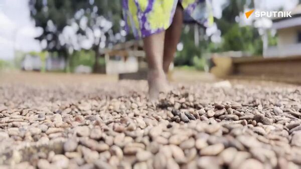 Cacao au Cameroun: les femmes, actrices clés mais oubliées de la filière - Sputnik Afrique