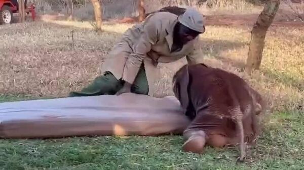 #viral | May Someone Care for Your Rest as Gently as This Keeper Cares for His Orphaned Elephant Calf - Sputnik Africa