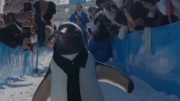 Le défilé annuel des manchots a eu lieu à Harbin - Sputnik Afrique