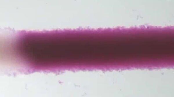 Du tissu musculaire artificiel a été créé en Russie - Sputnik Afrique