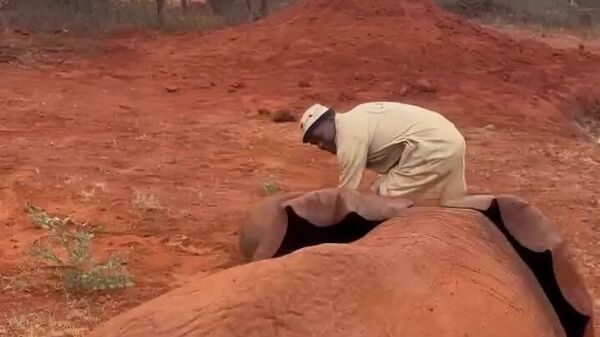 #viral | Curious Kenyan Elephant Calf Can’t Resist Rolling Tire - Sputnik Africa