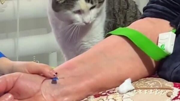 #viral | Fear Nothing, Hooman, Always by Your Meowside: Cat Stays Close as Owner Gets Blood Drawn - Sputnik Africa