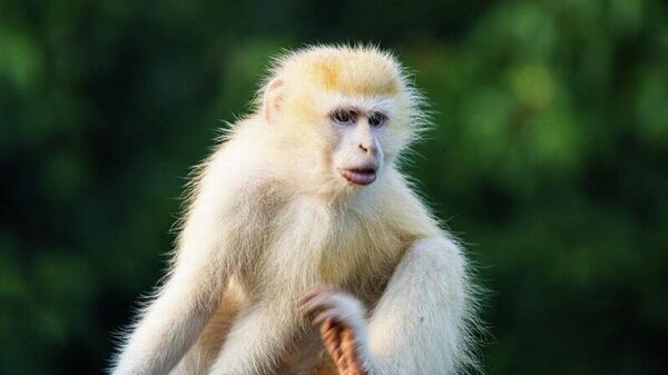 Un rare singe vervet albinos observé dans le parc des Virunga en RDC - Sputnik Afrique