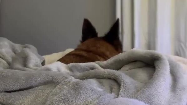 #viral | Excuse Me? What? Did I Hear That Right?! - Sputnik Africa