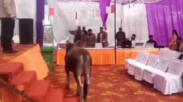 #viral | Unexpected Guest: Bull Storms Indian Public Hearing - Sputnik Africa