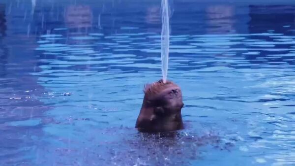 #viral | Splash of Romance: Misha the Walrus Sends a Valentine’s Surprise from Primorsky Aquarium to Moscow - Sputnik Africa