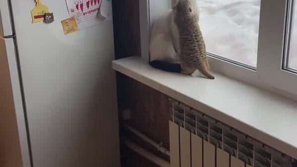 Bonheur familial improbable: le suricate qui force l’amour sur un chat blasé - Sputnik Afrique