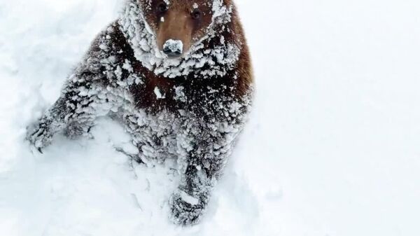 #viral | Bear Searching for Lost Warmth in Snow - Sputnik Africa