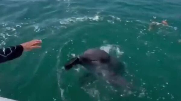 #viral | Dolphins Help Clean Up Coastal Trash in Northern Colombia - Sputnik Africa