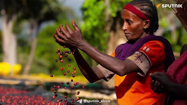 Ethiopia Launches Coffee Training Center: Authority - Sputnik Africa