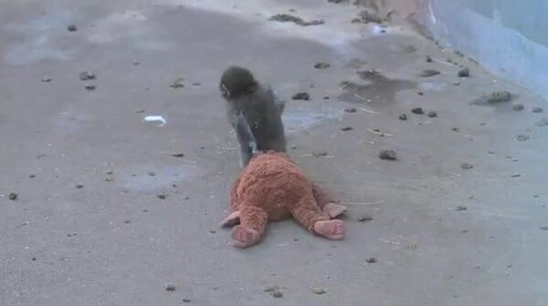 Punch le macaque et sa maman peluche - Sputnik Afrique