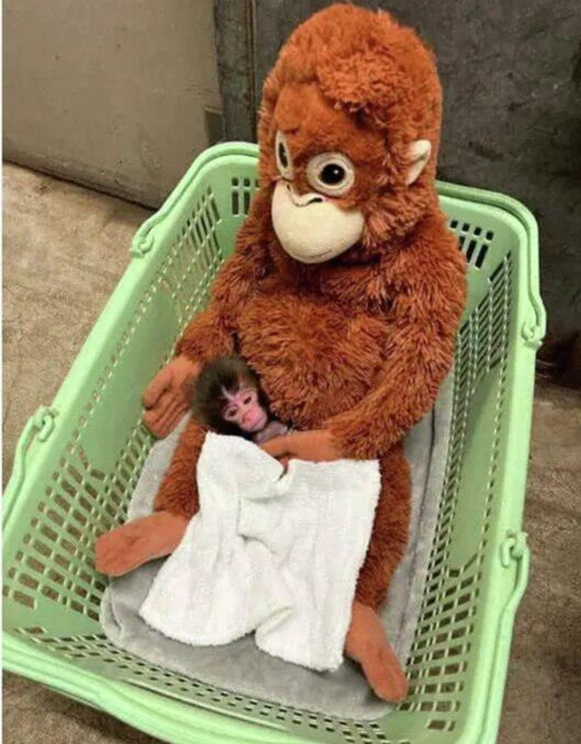 Punch le macaque et sa maman peluche - Sputnik Afrique, 1920, 16.02.2026