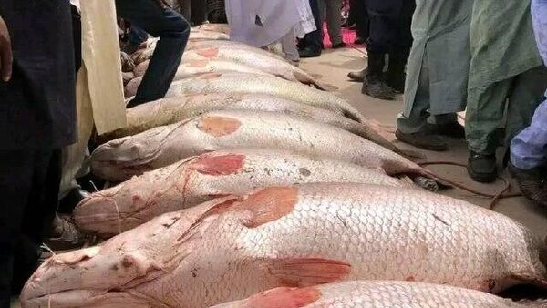 Le festival de pêche d'Argungu au Nigéria fait un retour fracassant après des années d'interruption - Sputnik Afrique