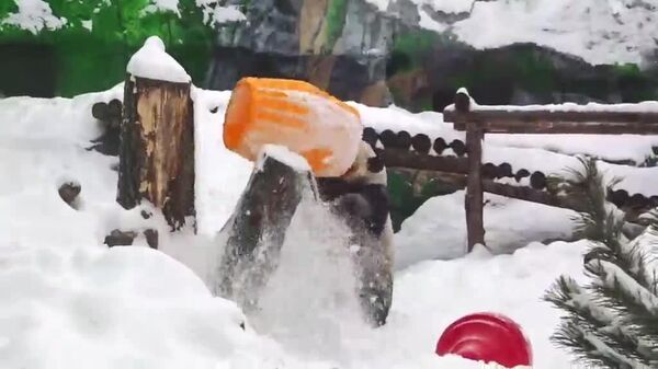Ding Ding le panda transforme la neige en terrain de jeu géant - Sputnik Afrique