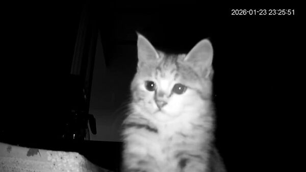 #viral | Where Are You, Hooman? - Sputnik Africa