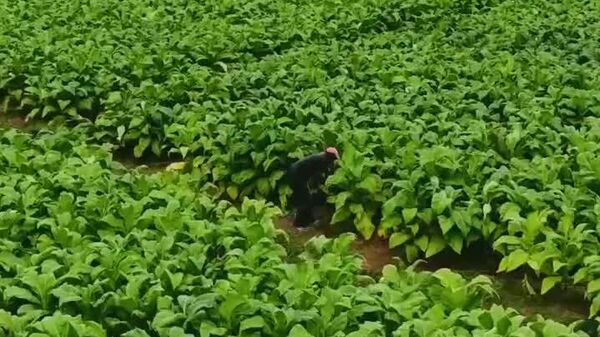 Zimbabwe: récolte de tabac record attendue en 2026 - Sputnik Afrique