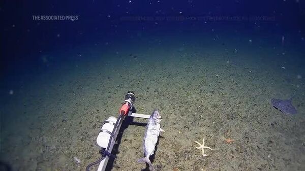 #viral | Massive Shark Caught on Camera in Antarctica - Sputnik Africa