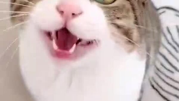 Un chat chinois devient star d'Internet - Sputnik Afrique