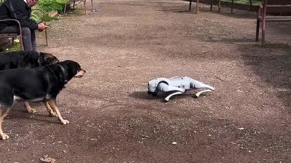 #viral | Uncanny Encounter in Italy: Real Pups Face Off Against Robotic 'Twin' - Sputnik Africa