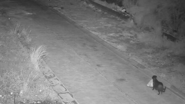 Un Italien dresse son chien à jeter les ordures - Sputnik Afrique