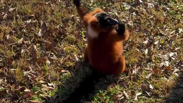 #viral | Share Tranquility Vibes this Saturday With a Lemur Enjoying the Sun - Sputnik Africa