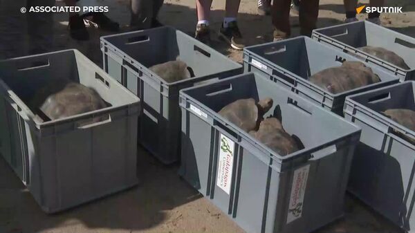 #viral | After Century & a Half, Giant Tortoises Return to Floreana Island - Sputnik Africa