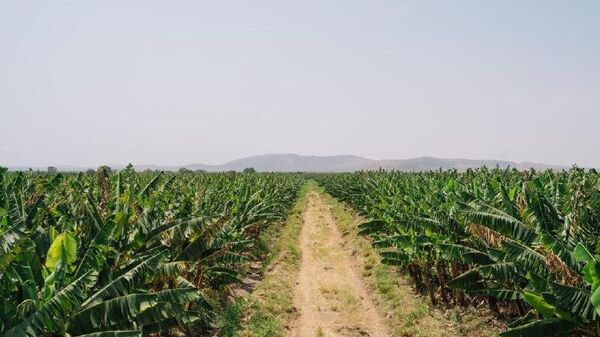 Ethiopia Advances Food Sovereignty Through Irrigation-led Transformation, PM Says - Sputnik Africa