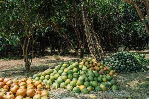 Ethiopia Advances Food Sovereignty Through Irrigation-led Transformation, PM Says - Sputnik Africa