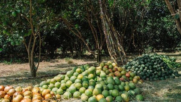 Ethiopia Advances Food Sovereignty Through Irrigation-led Transformation, PM Says - Sputnik Africa