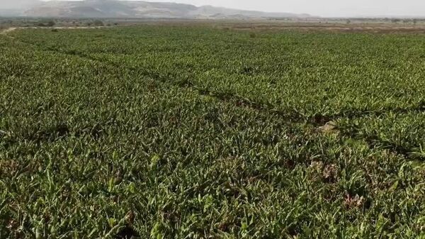 L’Éthiopie renforce sa souveraineté alimentaire grâce à une réforme axée sur l'irrigation - Sputnik Afrique