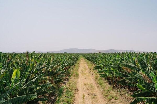 L’Éthiopie renforce sa souveraineté alimentaire grâce à une réforme axée sur l'irrigation - Sputnik Afrique