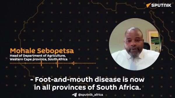 Foot-&-Mouth-Disease-Free Status Key to Protecting South Africa's Position on Global Beef Markets, SA Official Says - Sputnik Africa