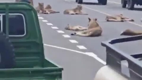 #viral | Lion Pride Halts Traffic in Ugandan National Park - Sputnik Africa