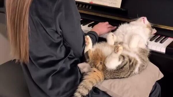 La musique de Chopin fait rêver même les chats - Sputnik Afrique