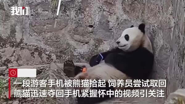 Un touriste fait tomber son téléphone dans l'enclos des pandas en Chine - Sputnik Afrique
