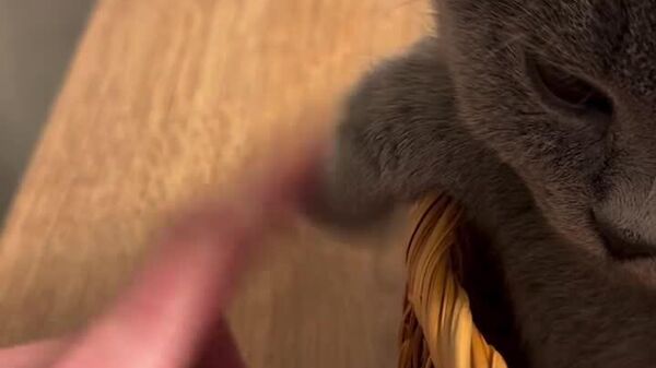 #viral | Tiny Paw, Big Beat - Sputnik Africa