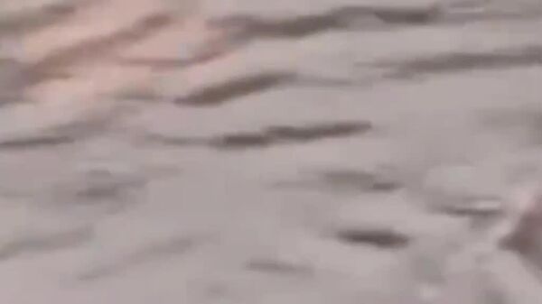 Inondations à Bali: des pythons profitent des rues fluviales - Sputnik Afrique