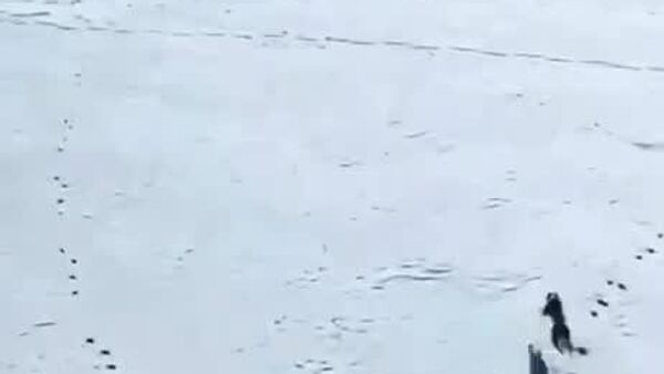 #viral | Not Today, Fur Boys: A One-Hare Escape Story - Sputnik Africa