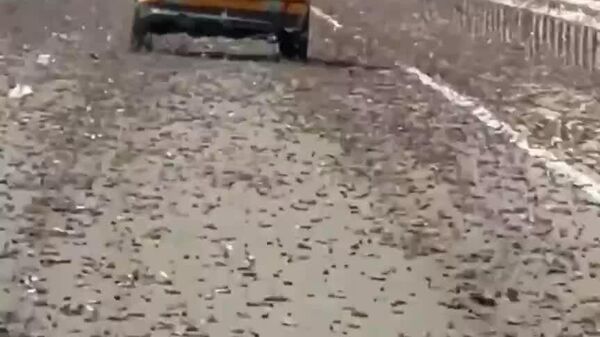 ▶ D'épais essaims de criquets pèlerins ont envahi une autoroute marocaine - Sputnik Afrique