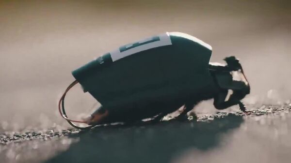 #viral | German Bioelectronic Military Bugs Spark Buzz Online - Sputnik Africa