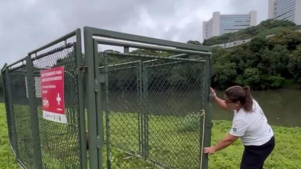 #viral | Heartwarming Rescue in Brazil: Capybara Saved From Plastic Tape Near River - Sputnik Africa